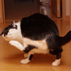 かゆ