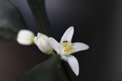 金柑の花
