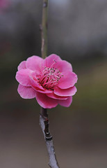 紅梅