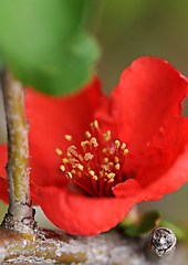 木瓜の花