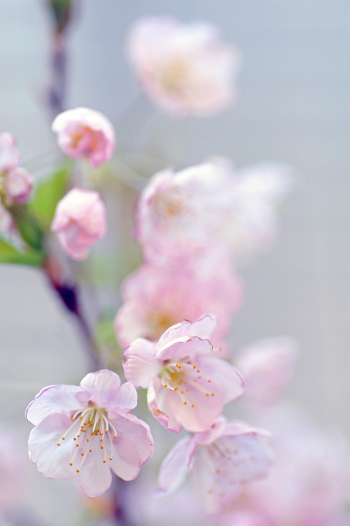 さくらんぼの花