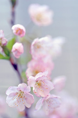 さくらんぼの花