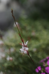白い花