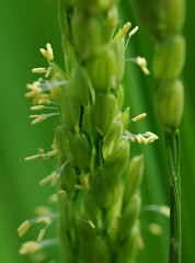 コシヒカリの花