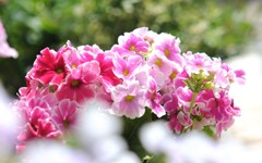 花　はな　華・・・
