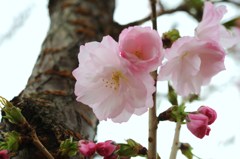 八重桜