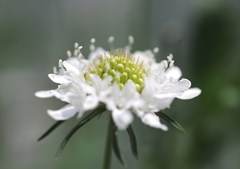 白い花