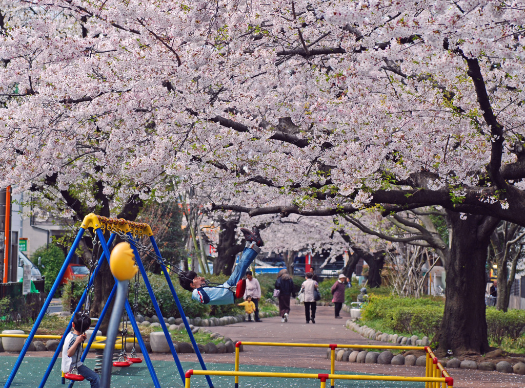 公園も桜色・・・