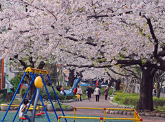 公園も桜色・・・
