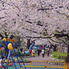 公園も桜色・・・
