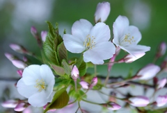 白い桜