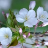 白い桜