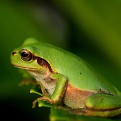 アマガエル
