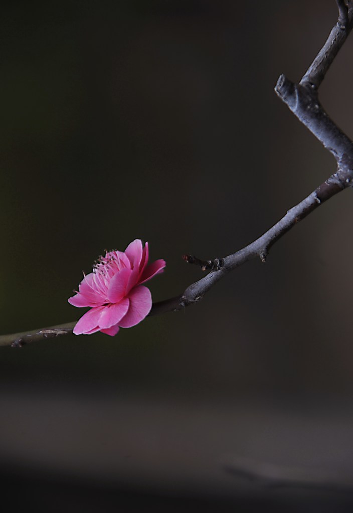 紅梅