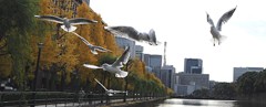 かもめ～が飛んだ～♪
