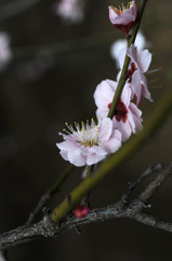白梅