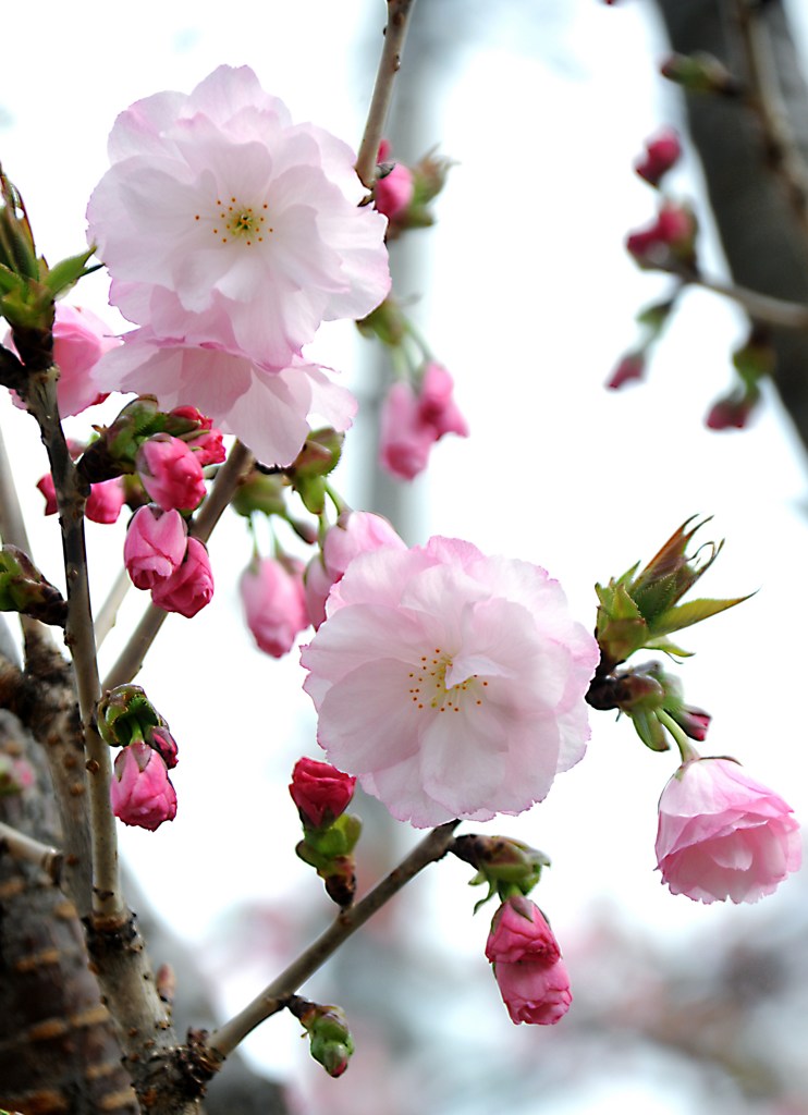 八重桜