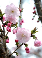 八重桜