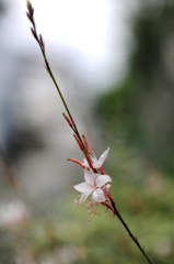 白い花