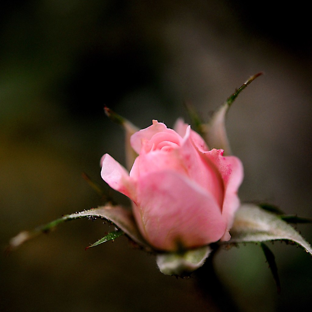 薔薇のつぼみ