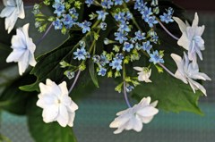 すみだの花火