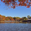 日本庭園・紅葉