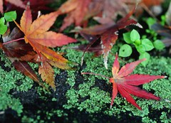 紅葉・緑色とのコントラスト