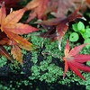 紅葉・緑色とのコントラスト