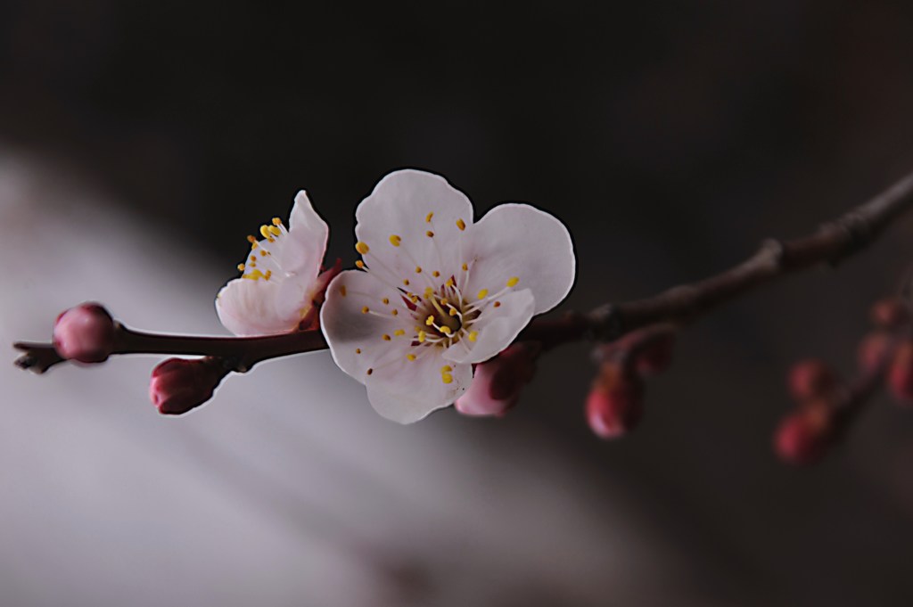 白梅