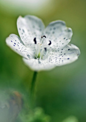 花一輪・・・