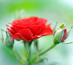 ミニ薔薇