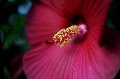 アメリカ芙蓉