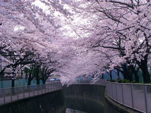 桜色に染まって・・・
