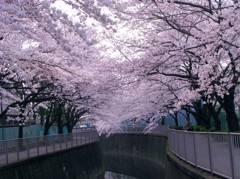 桜色に染まって・・・