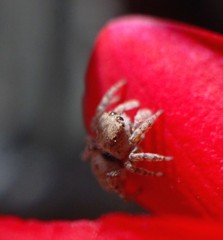 可愛いクモさん