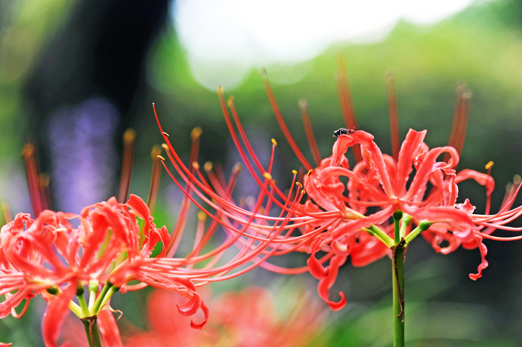 彼岸花