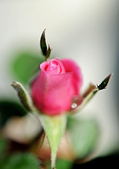 ミニ薔薇。