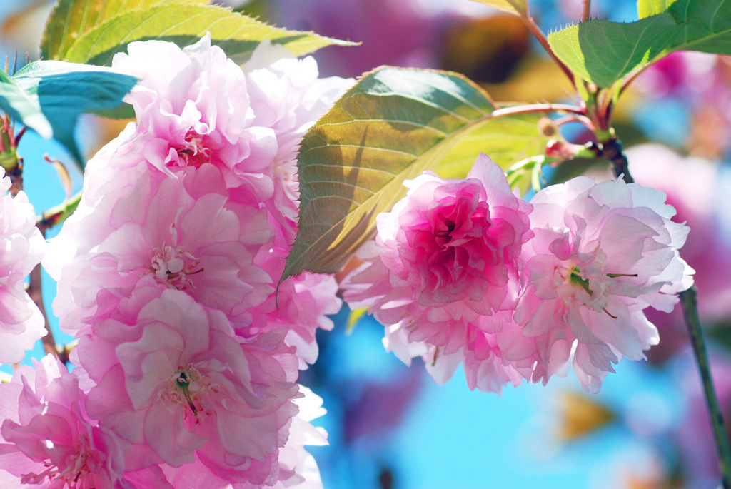八重桜