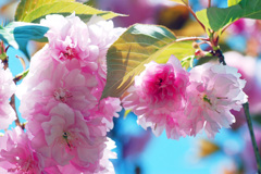 八重桜