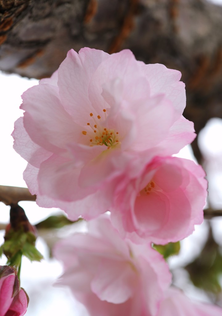 八重桜　