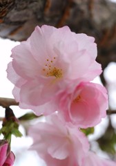 八重桜　