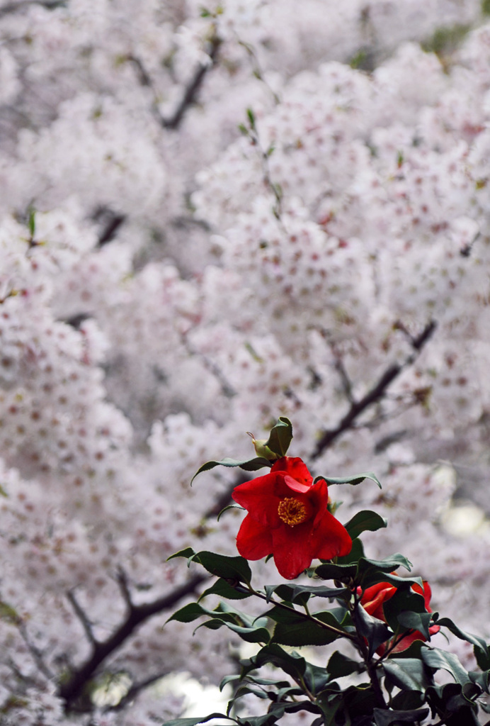 桜に嫉妬して・・・