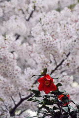 桜に嫉妬して・・・