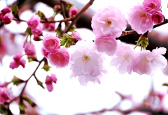八重桜