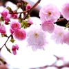 八重桜