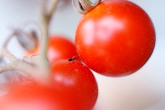 食べ切れないよ~