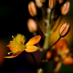 花アロエ