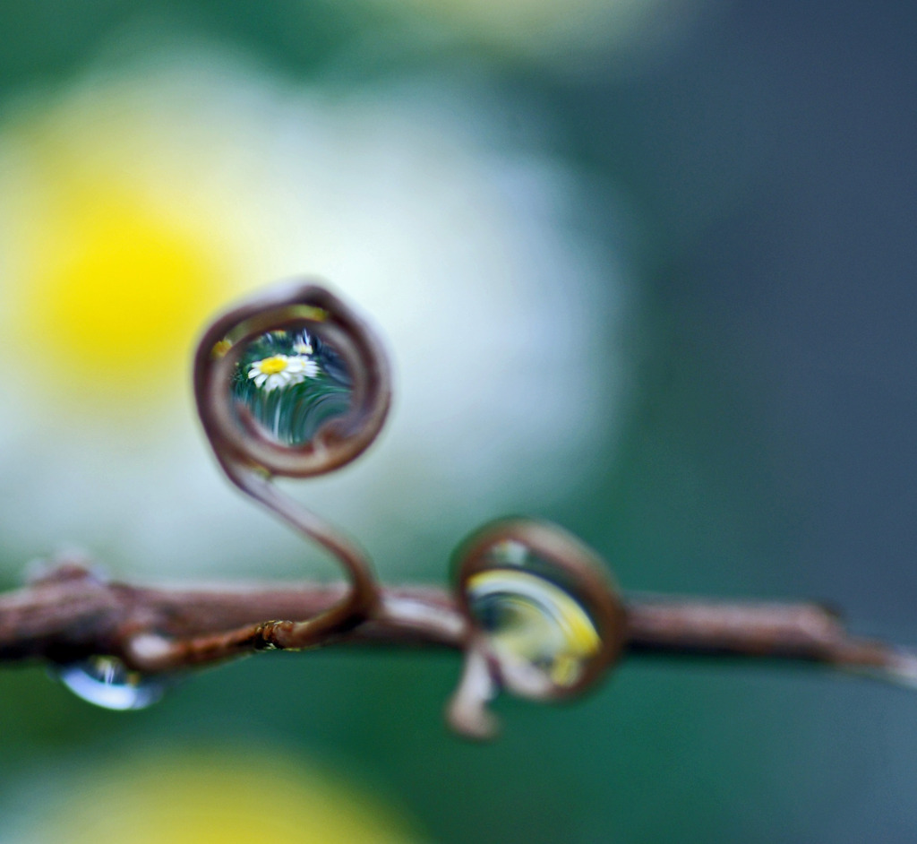 ぶどうの蔓の虫眼鏡