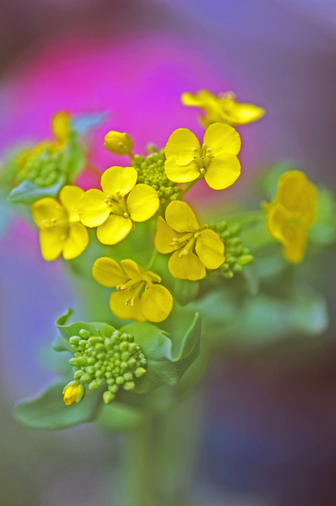 白菜の花