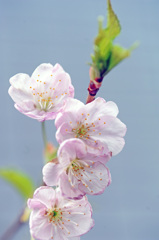 さくらんぼの花